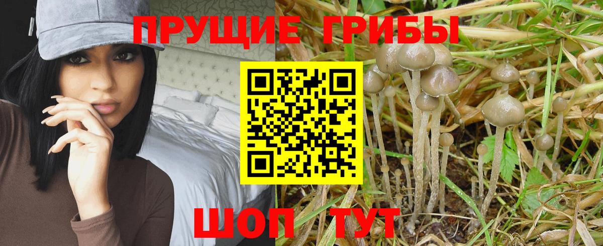 Псилоцибиновые грибы GOLDEN TEACHER Златоуст